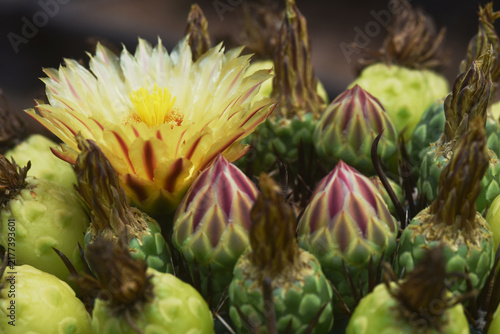 *Pachycereus pecten-aboriginum* is a Mexican cactus species known as 