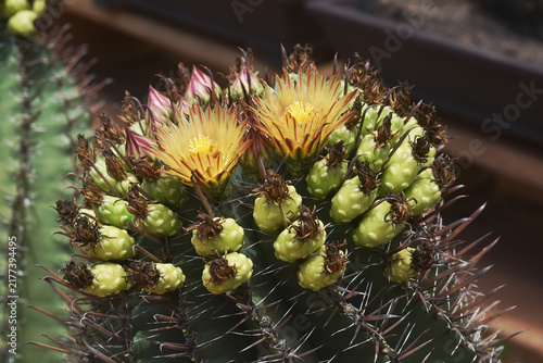 *Pachycereus pecten-aboriginum* is a Mexican cactus species known as 
