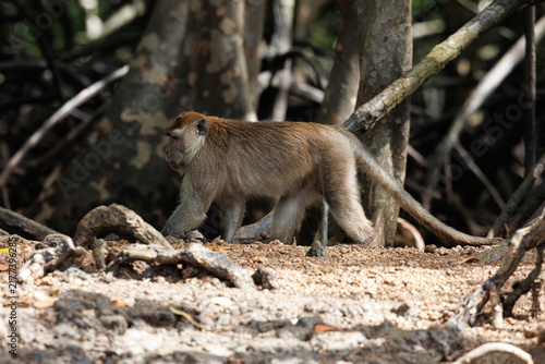Photography Langkawi Malaysia eagles and wildlife in natural habitat