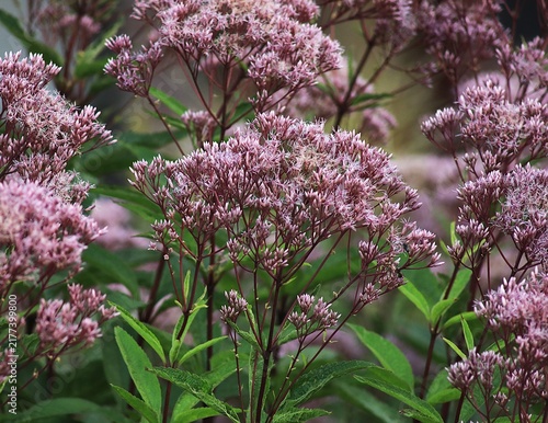 Eutrochium purpureum