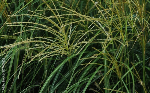 Fotografie Miscanthus sinensis