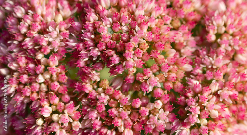 Obraz na płótnie Pink red flower background