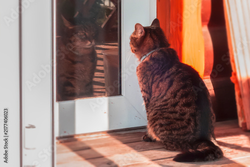 The cat is looking at its reflection in the glass on a summer day