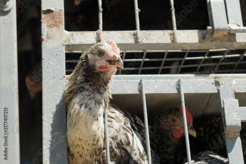 Foto close-up of chickens and roosters in cages prepared for sale at market