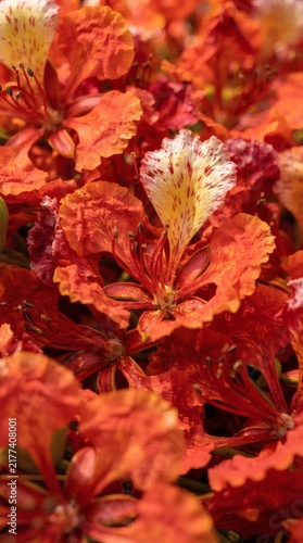 Vibrant Orange and Red Flamboyant Flowers in Tropical Bloom