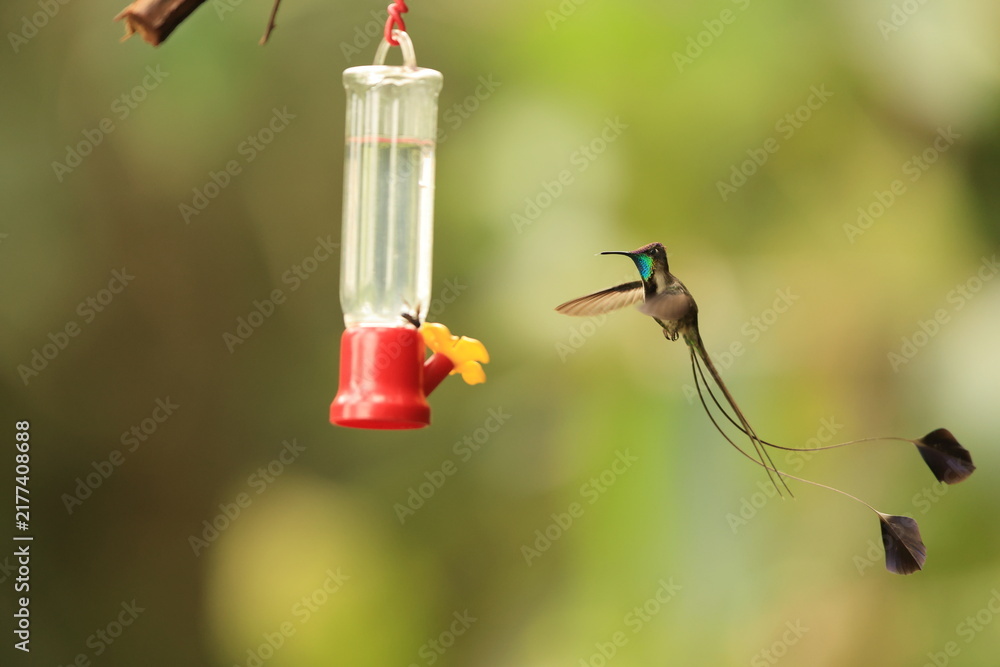 Obraz premium Marvelous spatuletail (Loddigesia mirabilis) is an endangered species of hummingbird in the
