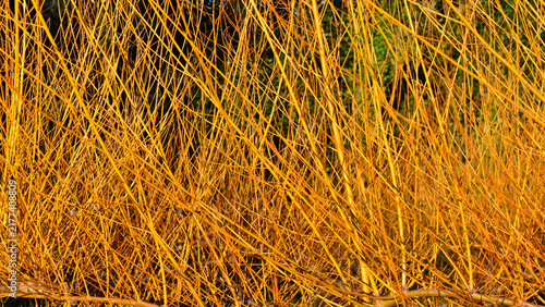 The attractive yellow-orange colour of the bare branches of Salix viminalis in late autumn.