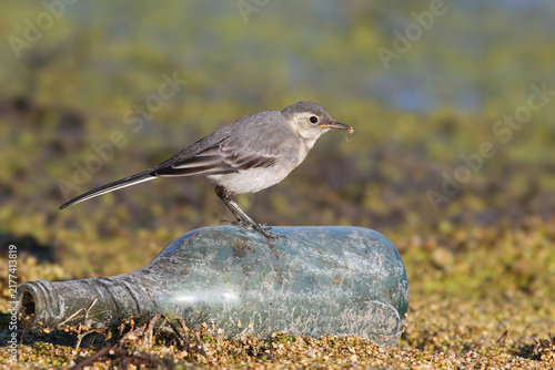 Foto White Wagtail (Motacilla alba) juvenile perching on a discarded glass bottle in a wetland environment