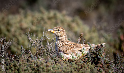 Foto South African birds - large-billed lark