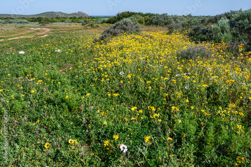 Quadro su tela Assortment of coloured wildflowers adjacent to the road leading into the dense s