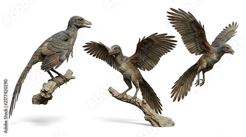 Archaeopteryx Dinosaur Set in Various Poses Against a White Background