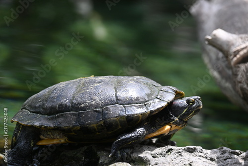Konstfotografi Close Up of an Aquatic Turtle Resting on a Rock