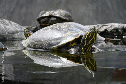 Canvastavla Close Up of an Aquatic Turtle Resting on a Rock