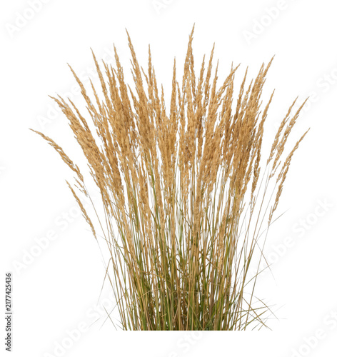 Obraz na plátne Golden tall grass plumes swaying gently in the breeze on transparent background