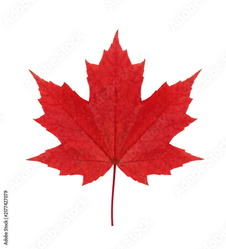 Bild auf Leinwand Vibrant red maple leaf symbol of Canada on transparent background