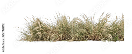 Foto Tall ornamental grass plumes swaying gently in the breeze on transparent backgro