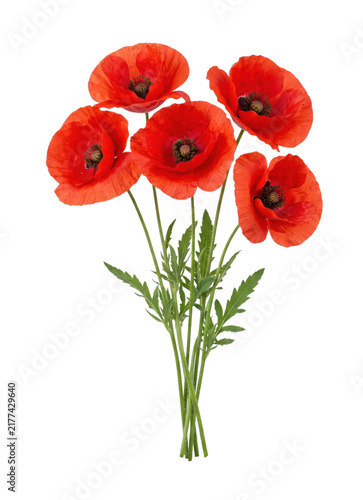 Obraz na plátně A bouquet of vibrant red poppies with green stems on transparent background
