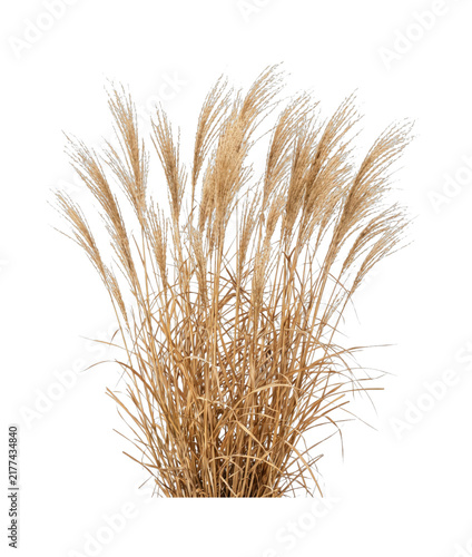 Фотография Golden ornamental grass plumes swaying gently in the breeze on transparent backg