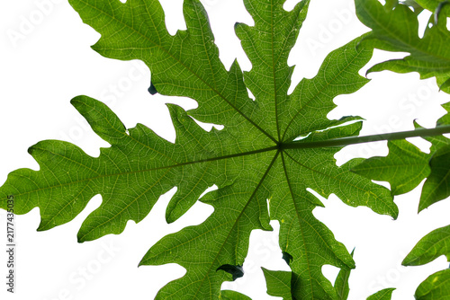 Quadro su tela Vibrant green papaya leaf displaying detailed vein patterns and lobed foliage structure