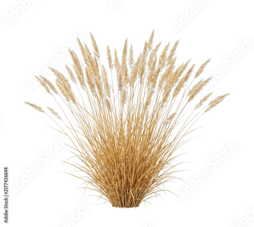 Foto Golden pampas grass plumes swaying gently in the breeze on transparent backgroun