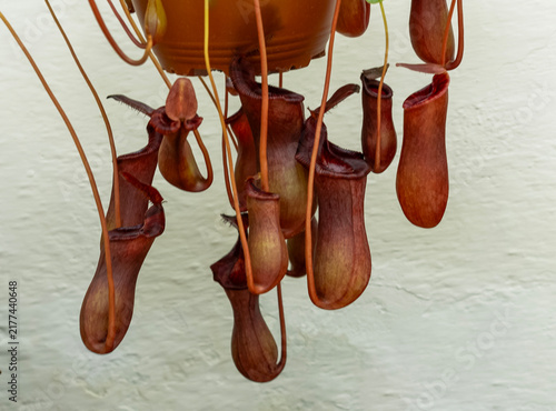Obraz na płótnie Planta carnívora del género Nepenthes, conocida como copa de mono o planta jarra