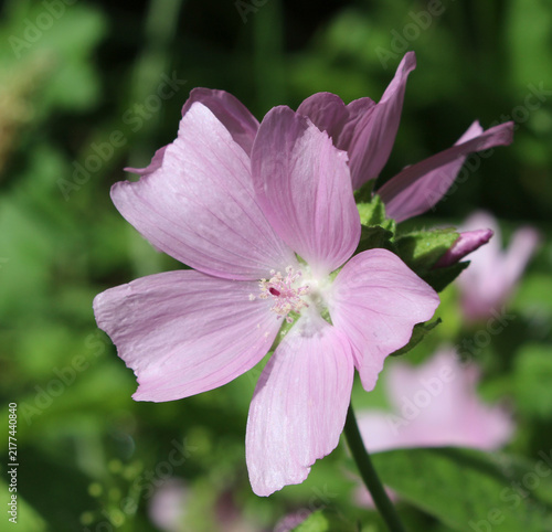 Blume
