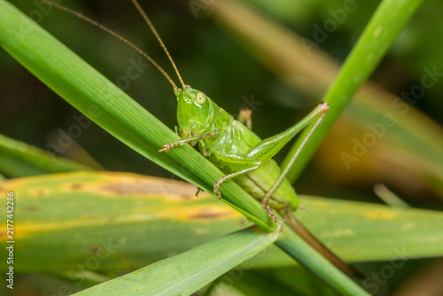 Bild auf Leinwand Green grasshopper on grass blades, common grasshopper Tettigonia viridissima close-up