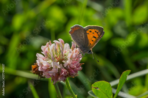 Foto Small Copper butterfly Lycaena phlaeas on pink clover, delicate beauty of wild nature