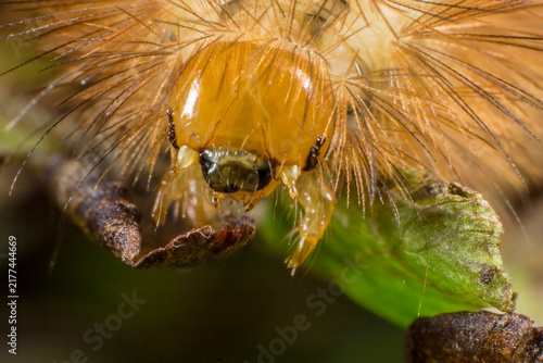 Принти на полотні Striking macro of fuzzy caterpillar, hairy larva with golden setae on green foliage