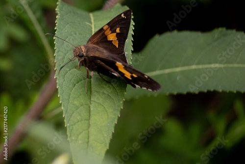 Foto silver spotted skipper butterfly on a leaf