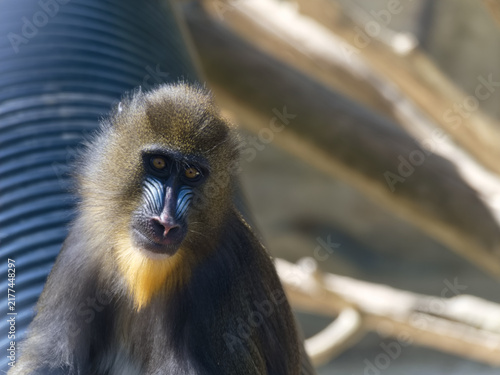 Photography Monkey sits on a branch in a zoo in daytime while looking towards the camera wit