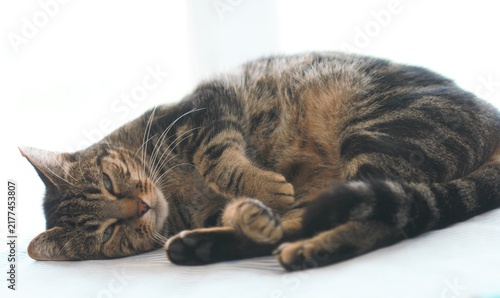 Картината върху платно Chat de gouttière