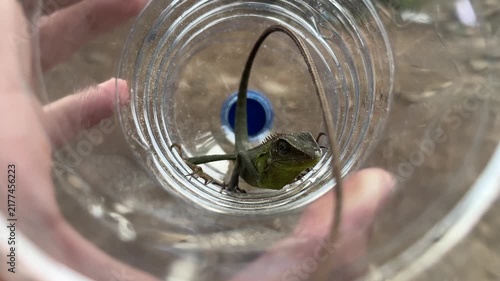 A high-angle close-up shows a small green lizard with a long tail resting inside a transparent plastic bottle held by a hand. The lizard has scales and a spiked ridge along its back.