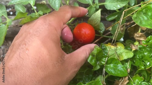 A human hand reaches out to touch a small green unripe tomato on a leafy vine in an organic backyard garden during the growing season.