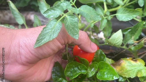 A human hand reaches out to touch a small green unripe tomato on a leafy vine in an organic backyard garden during the growing season.