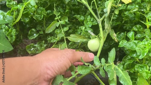 A human hand reaches out to touch a small green unripe tomato on a leafy vine in an organic backyard garden during the growing season.