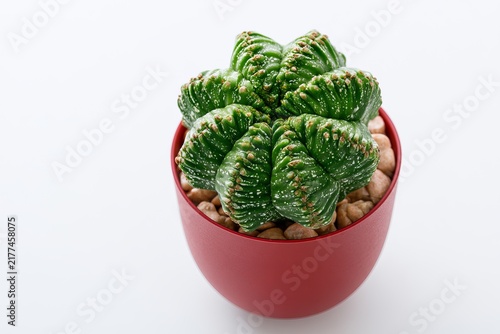 Vibrant green star-shaped cactus with white spines in red pot isolated on white background green cactus