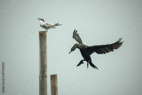 Foto Mid-air wildlife photography capturing territorial bird behavior between a flyin