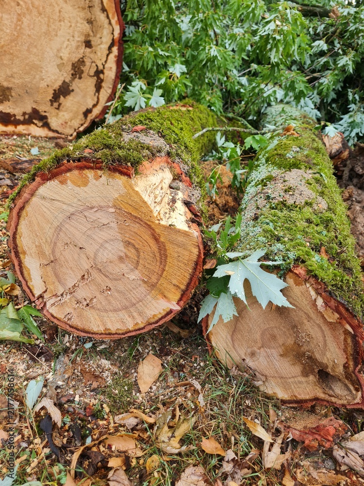 Fototapeta premium old stump in the forest