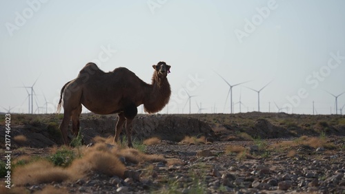 Foto bactrian camel standing in desert landscape with wind turbines in background