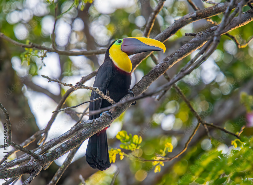 Fototapeta premium Yellow-throated Toucan