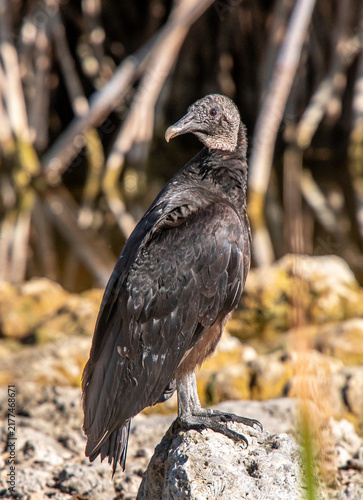 Fotografie Black Vulture sitting on Florida beach