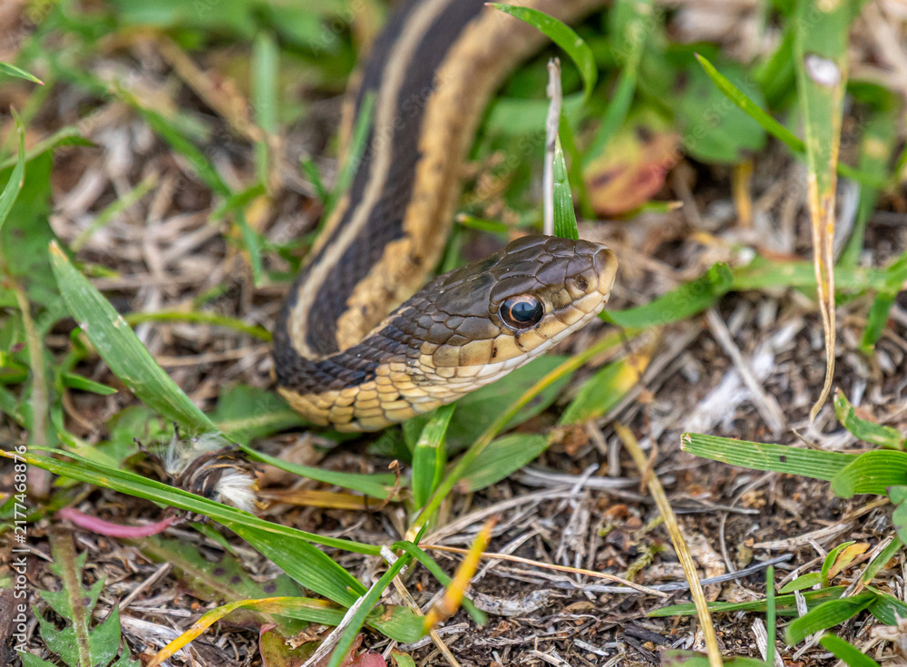 Fototapeta premium Common Garter Snake at Wyalusing State Park