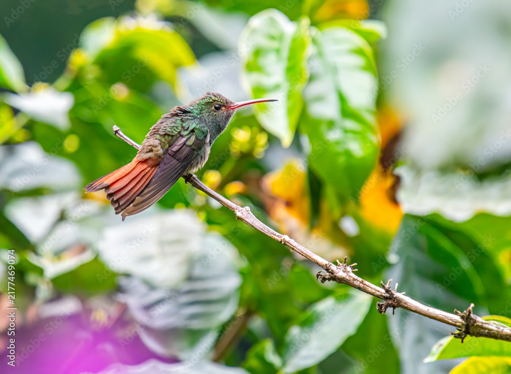 Fototapeta premium Rufous-tailed Hummingbird