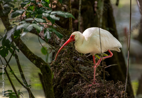White Ibis at the Audubon Corkscrew Swamp Sanctuary near Naples, Florida
