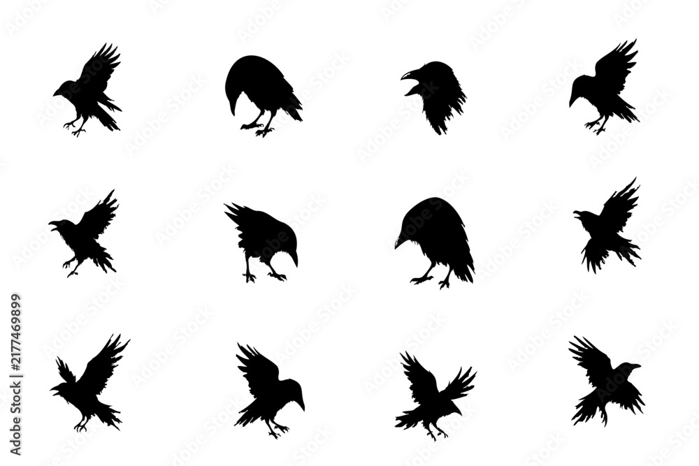 Naklejka premium Black Crow Raven Silhouette Set Flying and Perched Birds
