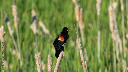 Canvas Print The redwing black bird spring 3