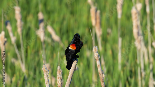 Cuadro en lienzo The redwing black bird spring