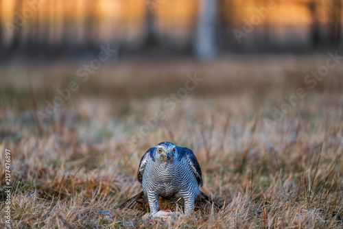 Bild auf Leinwand Eurasian goshawk Accipiter gentilis feeding on its prey in a grassy field during