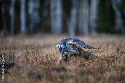 Bild auf Leinwand Eurasian goshawk Accipiter gentilis feeding on its prey in a grassy field during